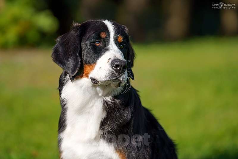 Собаки в Волоколамске: Бернский Зенненхунд, Макдалена. Девочка, Бесплатно - фото 2