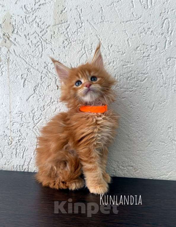 Кошки в Екатеринбурге: котенок мейн-кун Девочка, 35 000 руб. - фото 2