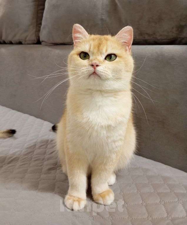 Кошки в Москве: Британская девочка Девочка, 45 000 руб. - фото 4