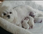 Собаки в Саратове: Мальтийская болонка щенок Девочка, 70 000 руб. - фото 2