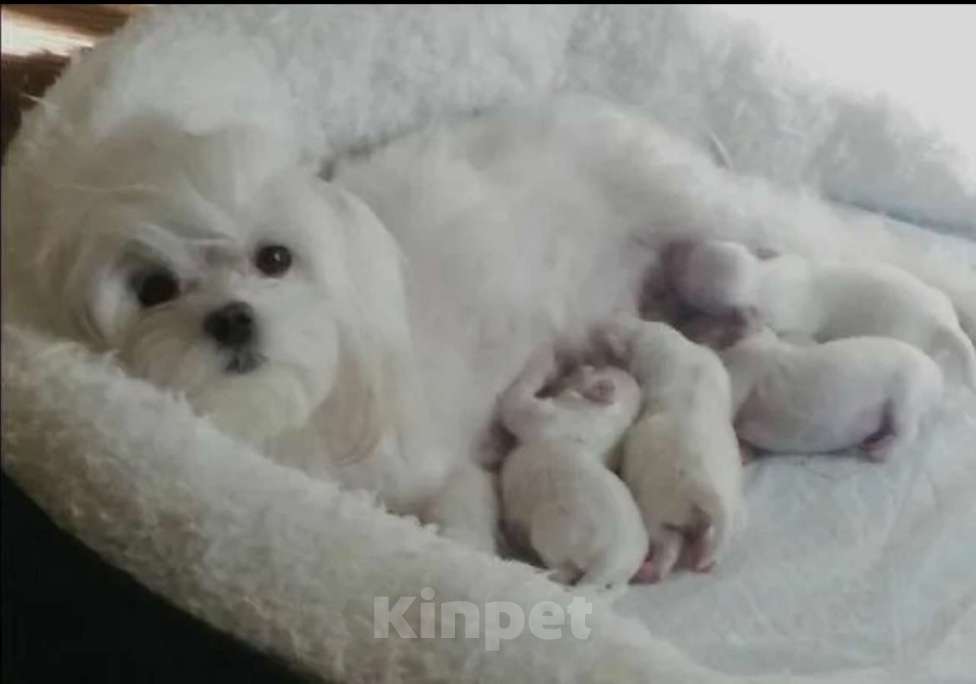 Собаки в Саратове: Мальтийская болонка щенок Девочка, 70 000 руб. - фото 2