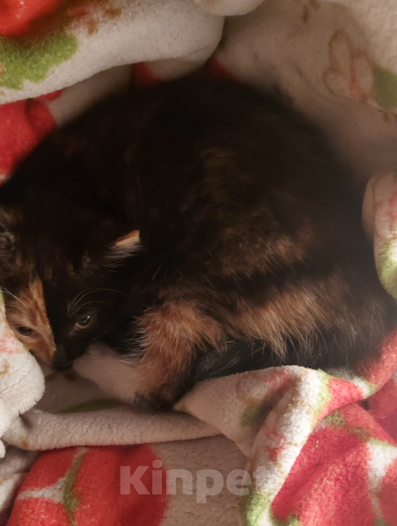Кошки в Санкт-Петербурге: Срочно!!! Отдаю котенка Девочка, Бесплатно - фото 1