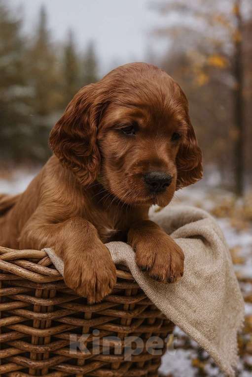 Собаки в Новосибирске: Щенки ирландского сеттера Мальчик, Бесплатно - фото 1