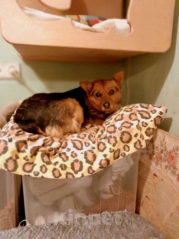 Собаки в Санкт-Петербурге: Собака в добрые руки Девочка, 100 руб. - фото 6