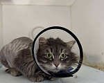 Кошки в Москве: Молодой котик Сильвер ищет дом Мальчик, Бесплатно - фото 2