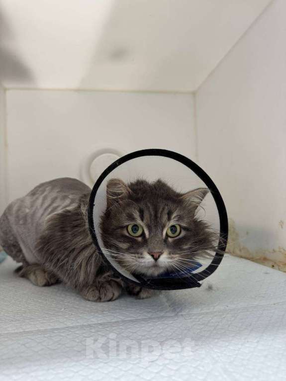 Кошки в Москве: Молодой котик Сильвер ищет дом Мальчик, Бесплатно - фото 2