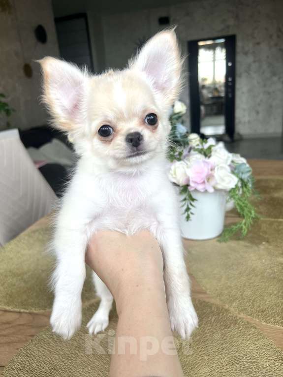 Собаки в Коломне: Татошка кремовый мальчик  Мальчик, 55 000 руб. - фото 2