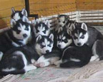 Собаки в Ржеве: Хаски Щенки Разных окрасов Разнополые, Бесплатно - фото 1