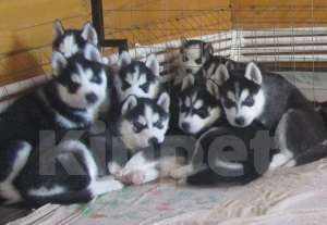 Собаки в Ржеве: Хаски Щенки Разных окрасов Разнополые, Бесплатно - фото 1