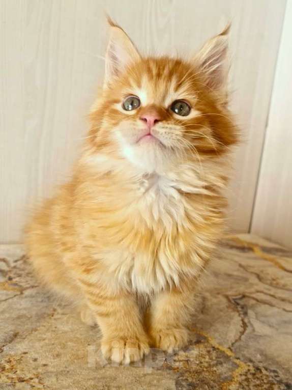 Кошки в других городах Ярославской области: Котята Мейн кун Мальчик, Бесплатно - фото 2