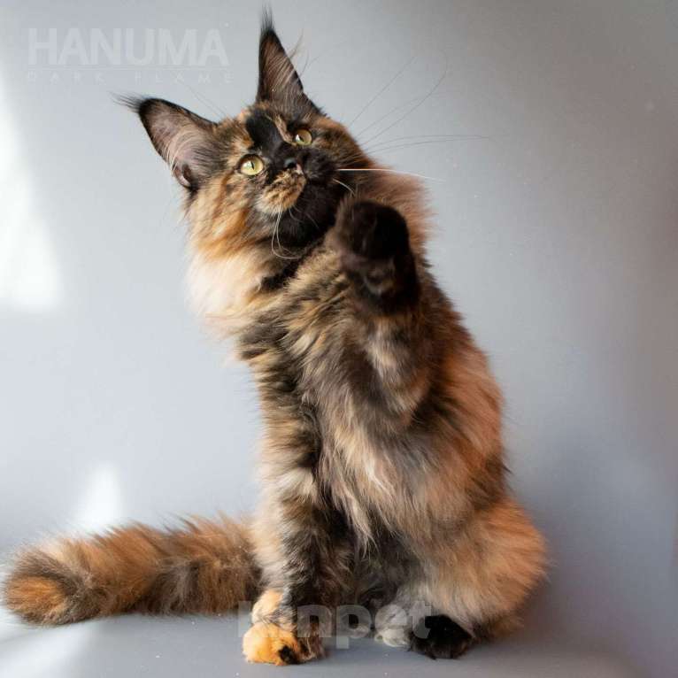 Кошки в других городах Воронежской области: Hanuma Dark Flame Девочка, Бесплатно - фото 3