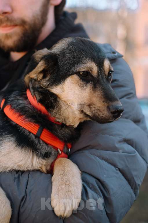 Собаки в Санкт-Петербурге: Эбби из приюта в добрые руки Девочка, Бесплатно - фото 9