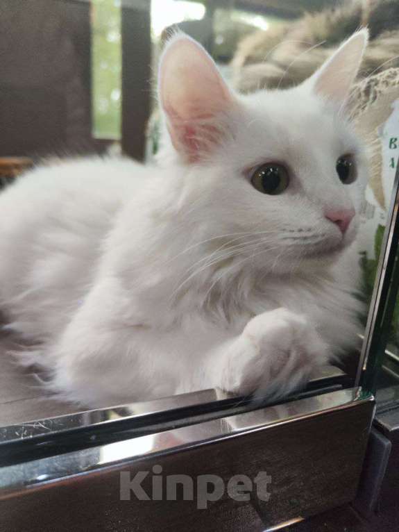 Кошки в Москве: Кошка удивительной красоты Девочка, Бесплатно - фото 3