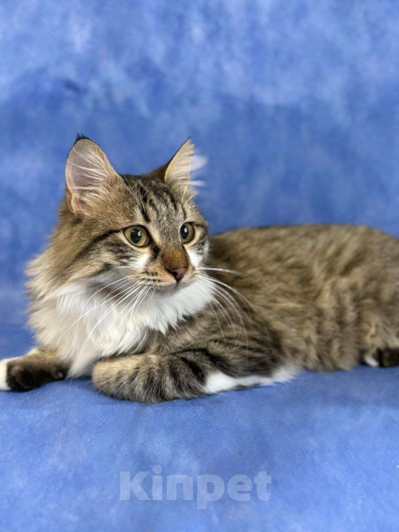 Кошки в Москве: Кемер из курортного Кемера ищет семью Мальчик, Бесплатно - фото 3