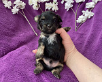 Собаки в Москве: Чёрный йорк мальчик без перецвета Мальчик, 50 000 руб. - фото 10