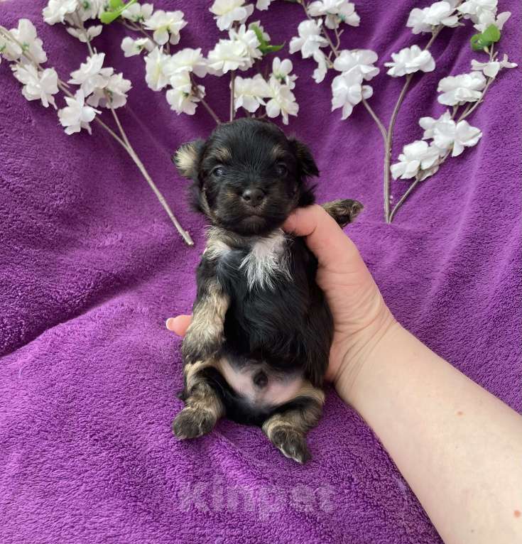 Собаки в Москве: Чёрный йорк мальчик без перецвета Мальчик, 50 000 руб. - фото 10