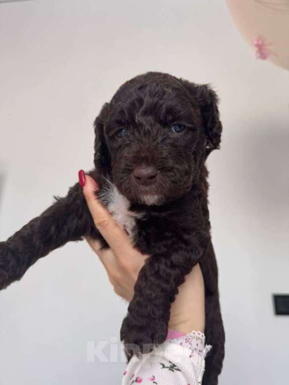 Собаки в других городах Владимирской области: Шоколадная Мона 😍 🐕 Щенок испанской водяной собаки 🐕✨ Девочка, Бесплатно - фото 1