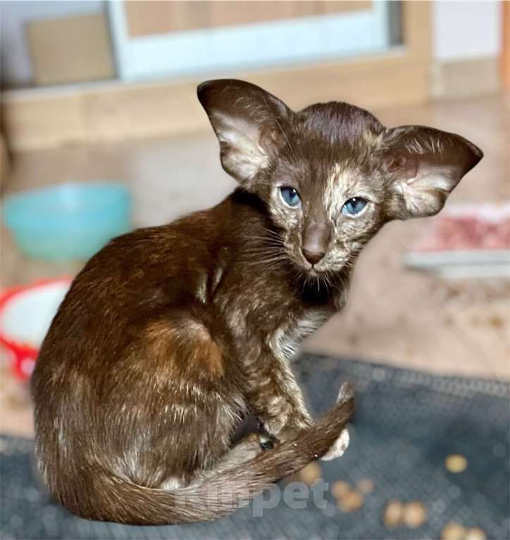Кошки в Перми: ориентальные котята Девочка, 60 000 руб. - фото 1