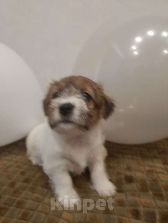 Собаки в Москве: Джек Рассел терьер Девочка, 25 000 руб. - фото 5