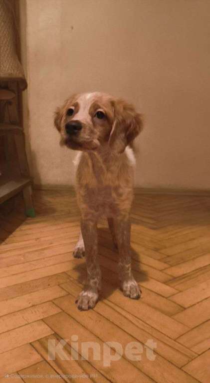 Собаки в Москве: Акела Мальчик, 55 000 руб. - фото 1