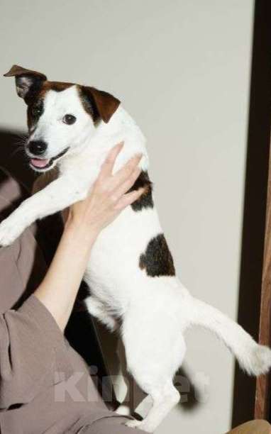 Собаки в Балашихе: Вязка Джек Рассел терьер Мальчик, Бесплатно - фото 4