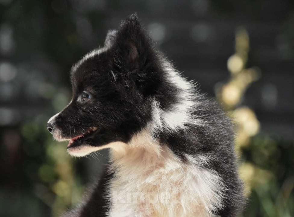 Собаки в Москве: Ненецкая оленегонная лайка. Помет «А». Сука Unmay no Akay Ito AGATA Девочка, 60 000 руб. - фото 5