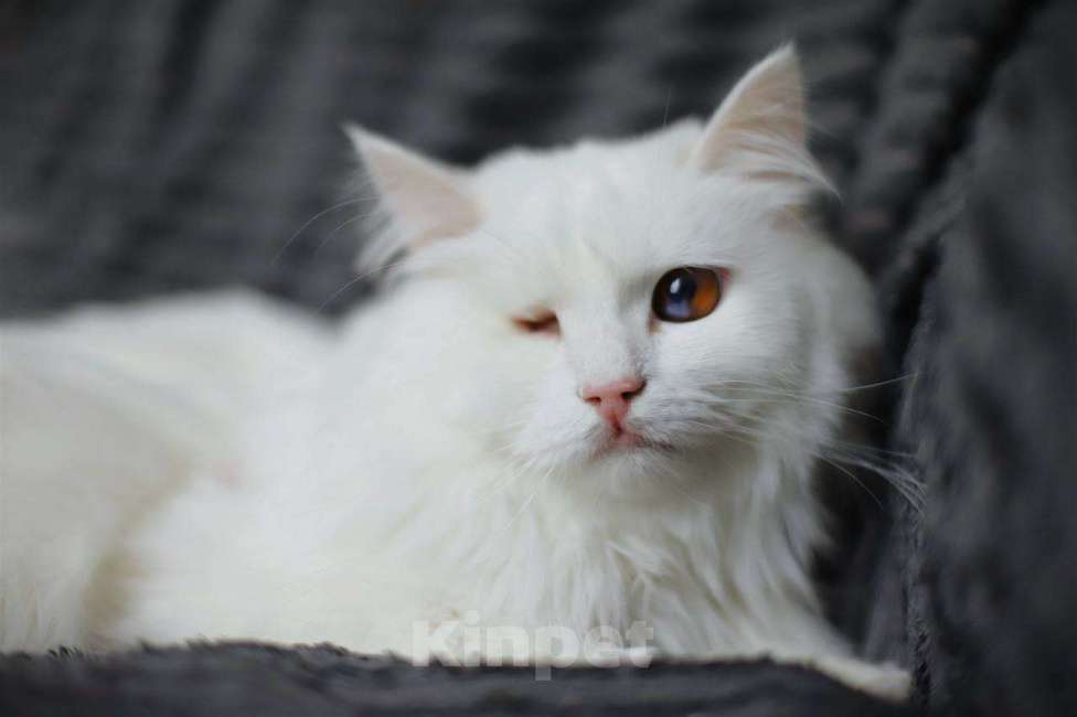 Кошки в Балашихе: Сапфир Мальчик, Бесплатно - фото 3