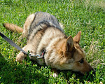 Собаки в Рязани: Ищем дом для Лайзы Девочка, Бесплатно - фото 3