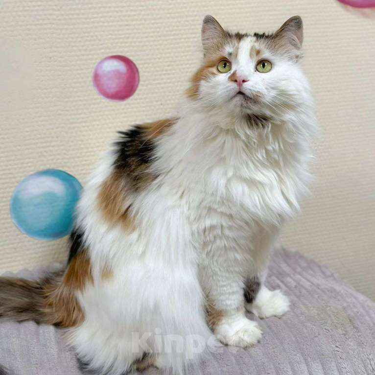 Кошки в Москве: Мусю не выбирают из-за возраста  Девочка, Бесплатно - фото 4