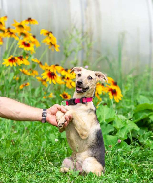 Собаки в Москве: Крошка Лаки — миниатюрное счастье в дар Мальчик, 1 руб. - фото 6