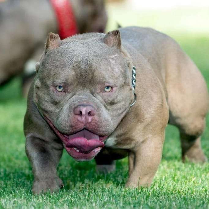 Собаки в Новочеркасске: Американский булли Мальчик, 70 000 руб. - фото 6