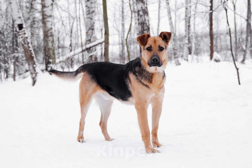 Собаки в Москве: Вайгар Мальчик, Бесплатно - фото 7