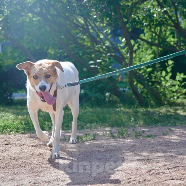 Собаки в Москве: Юта Девочка, Бесплатно - фото 4