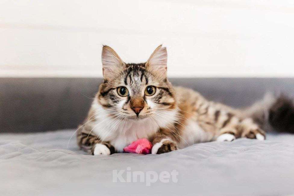 Кошки в Москве: Кемер из курортного Кемера ищет семью Мальчик, Бесплатно - фото 9