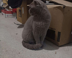 Кошки в Кстово: Кошка. Британская, 500 руб. - фото 4