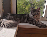 Кошки в Костроме: Мейн-кун вязка, 5 000 руб. - фото 3