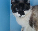 Кошки в Москве: Теона ищет дом Девочка, Бесплатно - фото 2