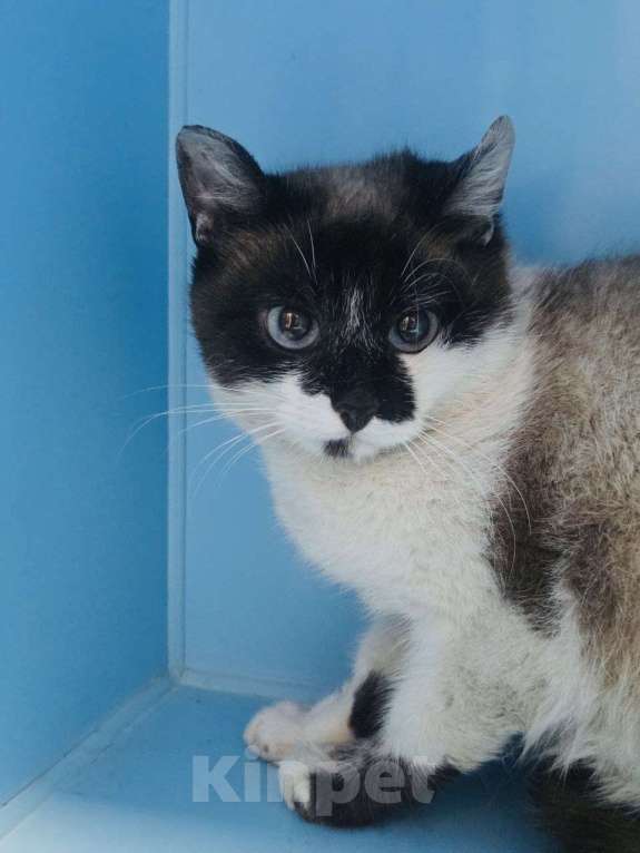 Кошки в Москве: Теона ищет дом Девочка, Бесплатно - фото 2