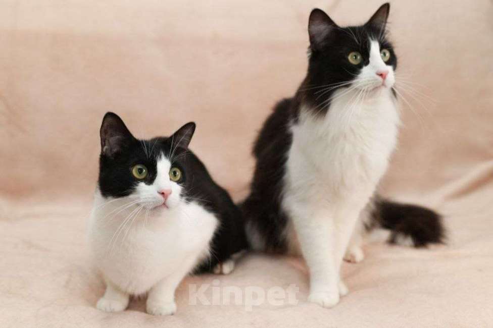 Кошки в Москве: Рэй и Марсель ищут дом Девочка, Бесплатно - фото 2