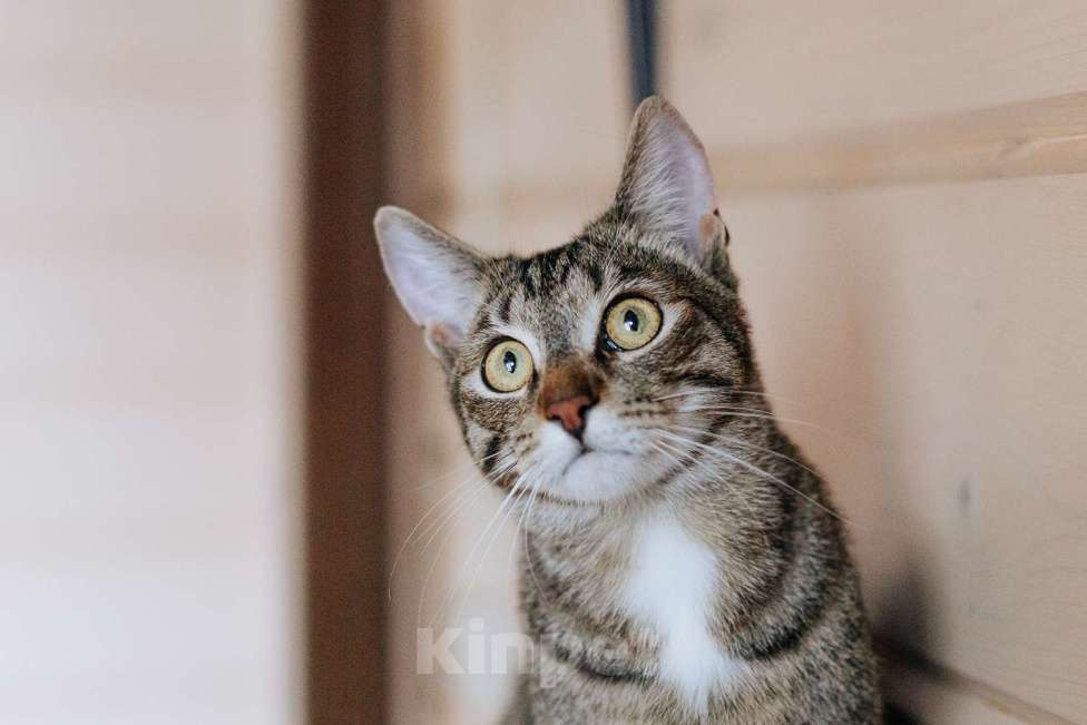 Кошки в Фрязино: котик Валли в добрые руки Мальчик, Бесплатно - фото 5