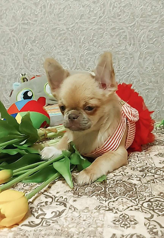 Собаки в Новосибирске: Девочка Чихуахуа  Девочка, Бесплатно - фото 2