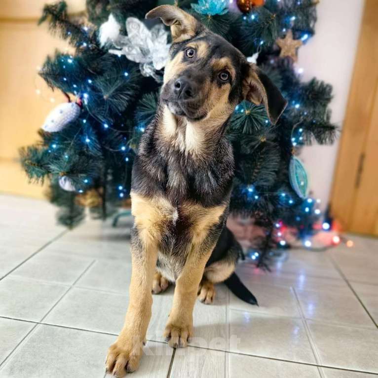 Собаки в Санкт-Петербурге: Щенок мальчик в добрые руки! Мальчик, Бесплатно - фото 7