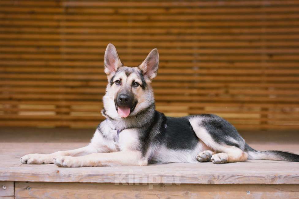 Собаки в Москве: Ищем дом для чудесной малышки Шерди Девочка, Бесплатно - фото 4