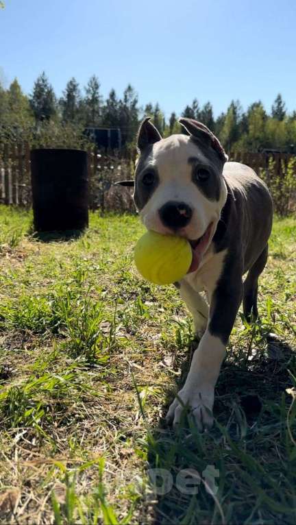 Собаки в Вологде: Мэсси Девочка, Бесплатно - фото 2