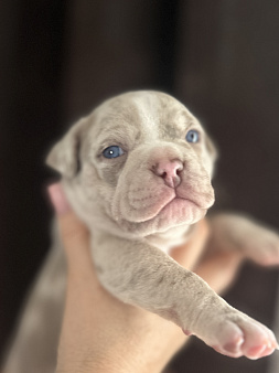 AMERICAN BULLY   девочка
