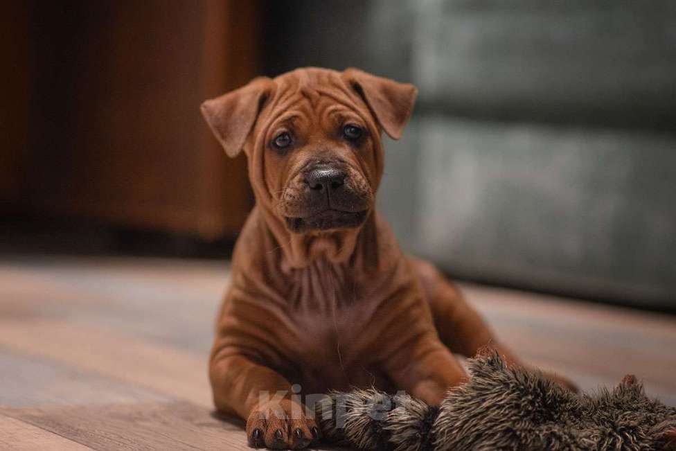 Собаки в Перми: Щенок тайского риджбека Мальчик, 80 000 руб. - фото 3