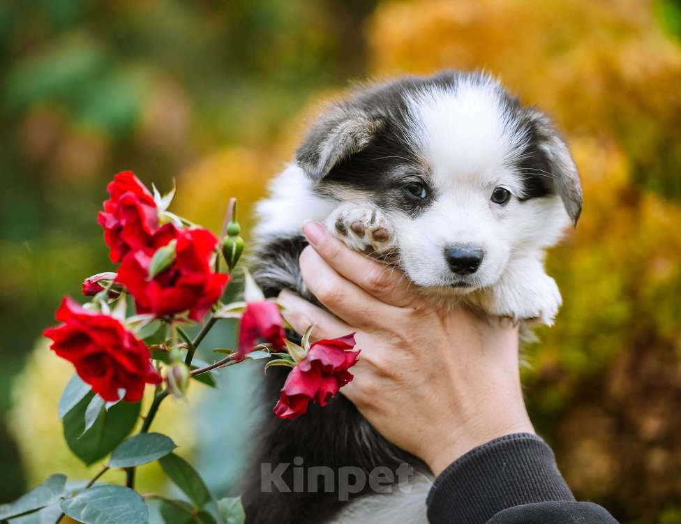 Собаки в Новосибирске: Вельш Корги Пемброк Моргана ле Фэй Девочка, 65 000 руб. - фото 2