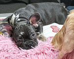 Собаки в других городах Московской области: Французский бульдог Мальчик, 70 000 руб. - фото 2