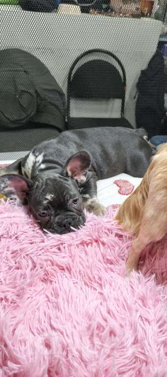 Собаки в других городах Московской области: Французский бульдог Мальчик, 70 000 руб. - фото 2