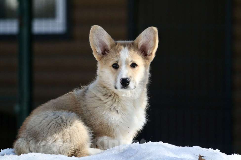Собаки в Москве: Вельш корги пемброк Девочка, 40 000 руб. - фото 1
